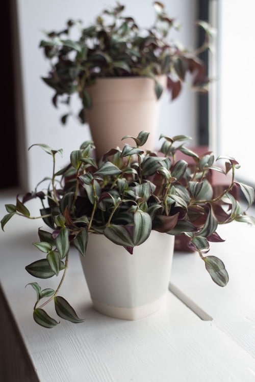 Tradescantia zebrina s fialovými listami rastie v bielom kvetináči na okne