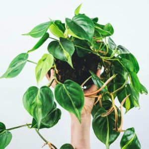 Philodendron scandens s previsnutými srdcovitými listami držaný v ruke na bielom pozadí