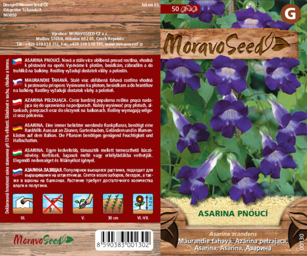 Maurandie ťahavá - Asarina scandens semienka
