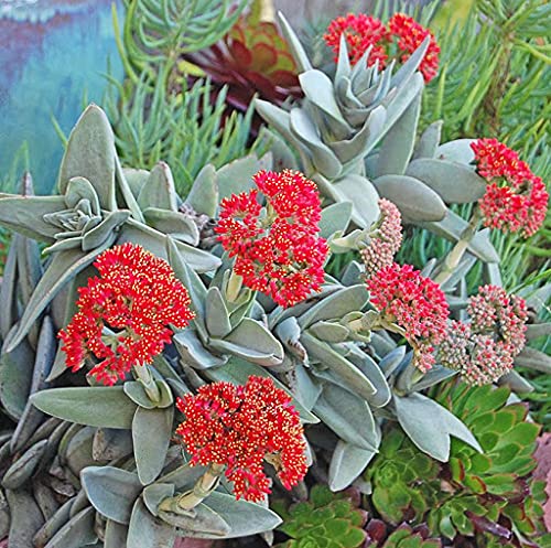 Tlstица Crassula falcata (syn. Crassula perfoliata, Rochea falcata)​