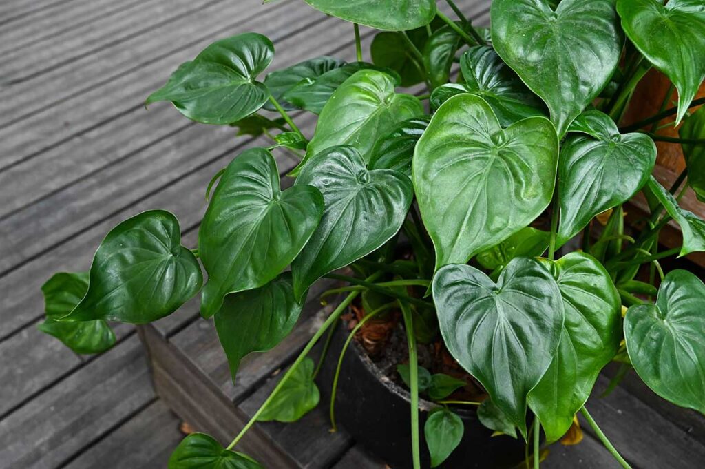 Alokázia (Alocasia)