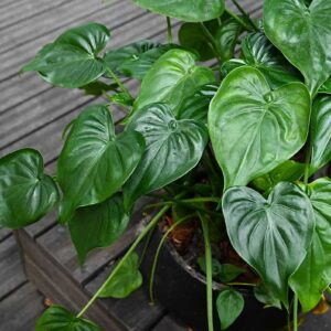 Alokázia (Alocasia)