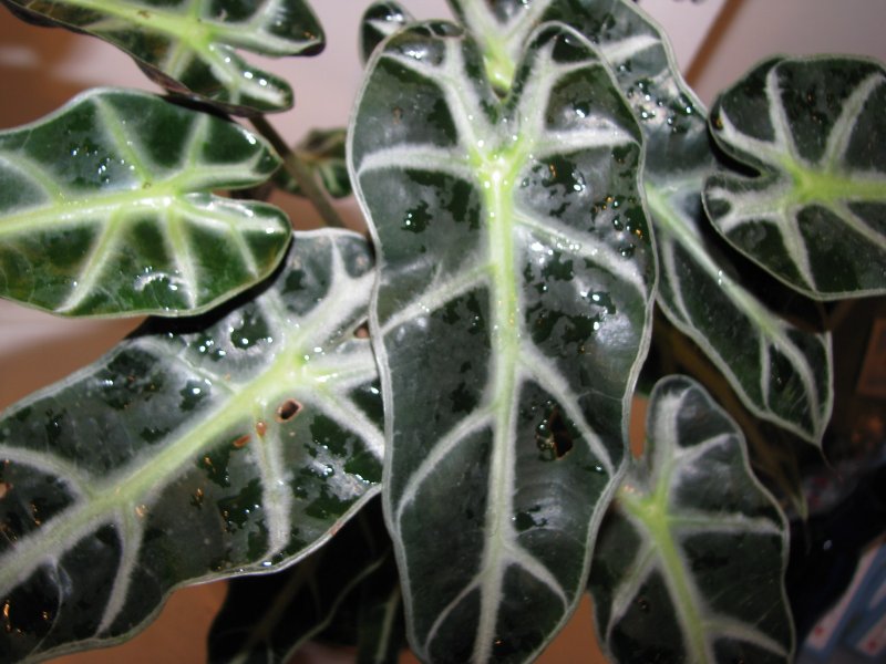 Alokázia amazonská (Alocasia × amazonica)