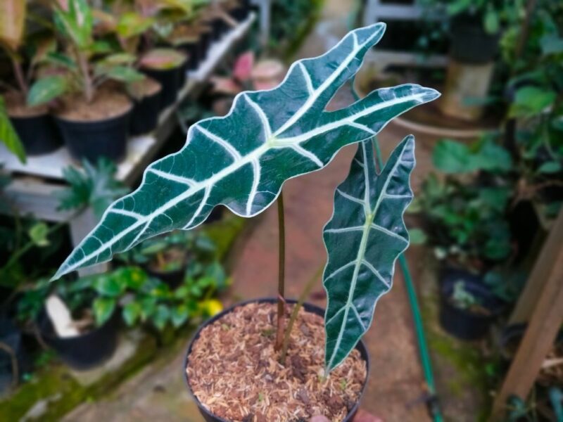 Alokázia odroda 'Polly' (Alocasia amazonica 'Polly')