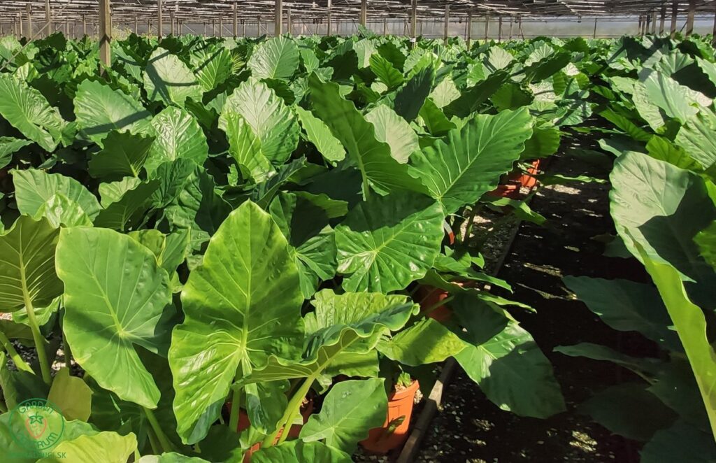 Alokázia veľkolistá (Alocasia macrorrhiza)