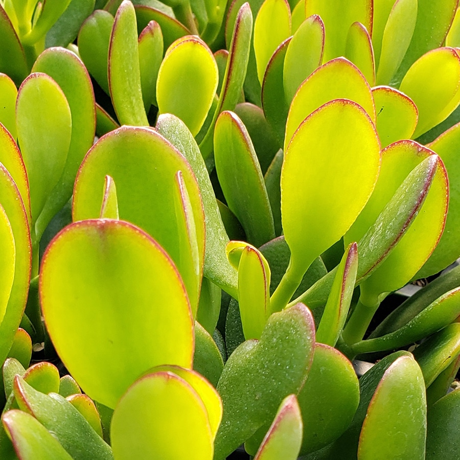 Tlustice Crassula argentea (syn. Crassula ovata)​