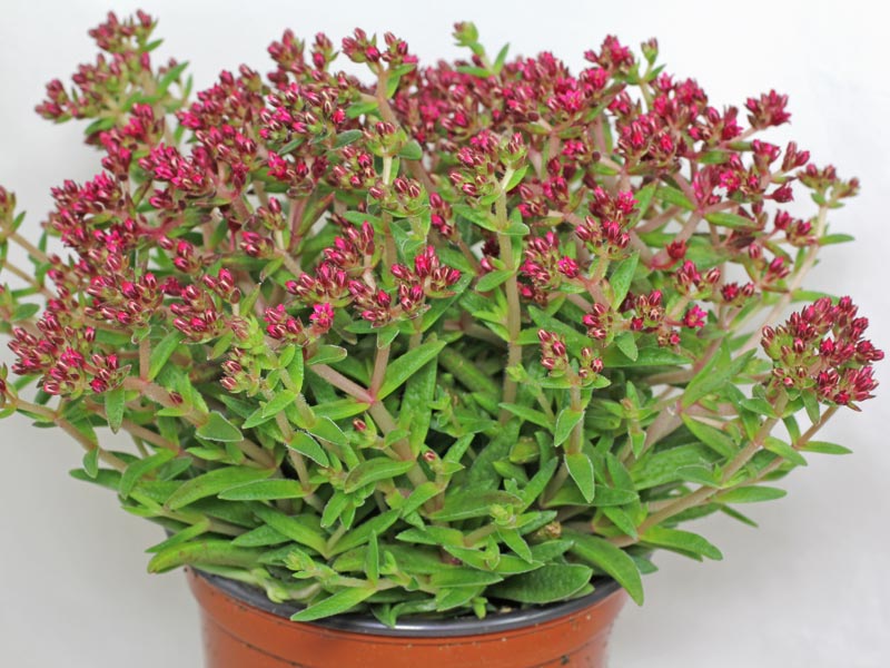 Tučnolist Crassula schmidtii​