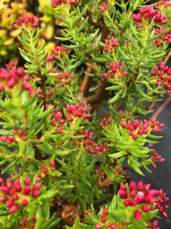Tlustice Crassula sarcocaulis​