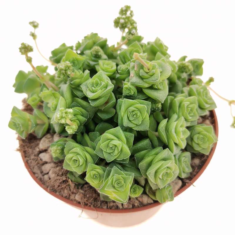 Tlustice Crassula socialis​