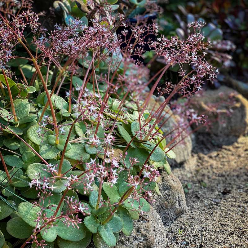 Tlustice Crassula multicava​