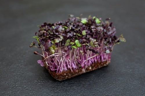 čerstvé microgreens zblízka - fialová reďkovka