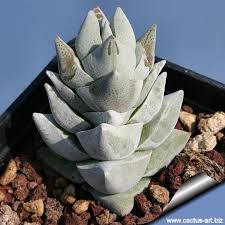 Tlustice Crassula deceptrix​