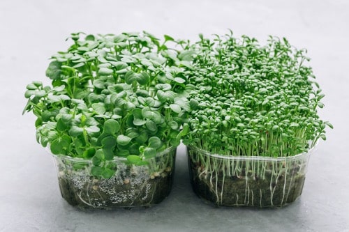 microgreens v plastových pestovateľských nádobách
