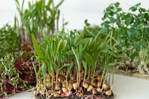 semienka a korene microgreens