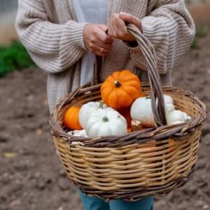 Prútený košík plný malých oranžových a bielych tekvíc