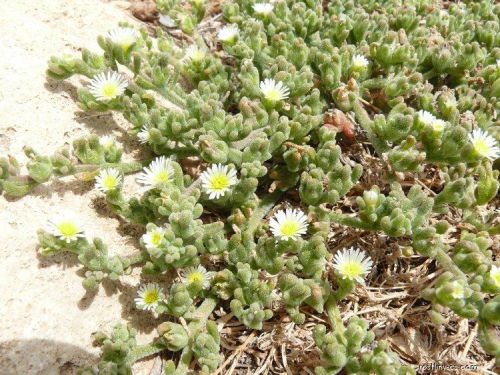 Mesembryanthemum crystallinum s lesklými krištáľovými trichómami na listoch
