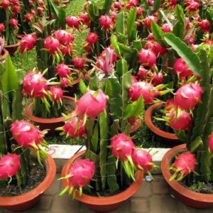 Hylocereus – kaktus v kvetináči