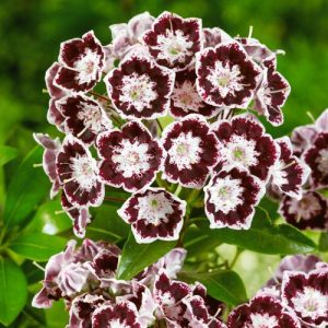 Kalmia širokolistá (Kalmia latifolia) s ružovými kvetmi