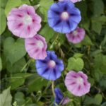 Povojnica purpurová – kvety