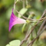 Povojnica purpurová s charakteristickými špirálovito zakrivenými listami