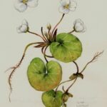 Botanická akvarelová kresba vodnianky žabej s okrúhlymi listami a kvetmi