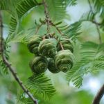 Metasekvoja čínska – šištičky na konáriku