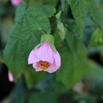 Abutilon (podslnečník)