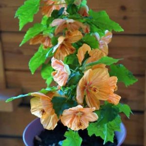 Abutilon (podslnečník)