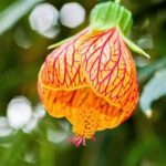 Kvet abutilonu