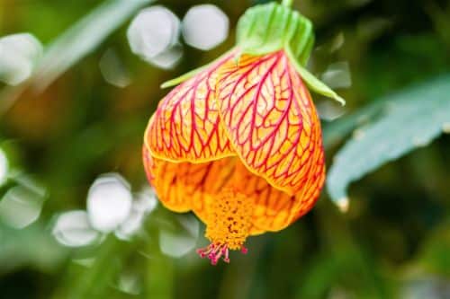 Kvet abutilonu