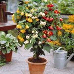 Abutilon v kvetináči