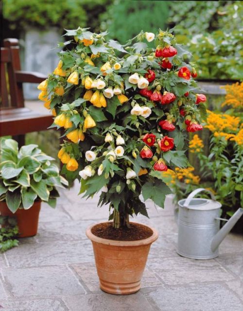 Abutilon v kvetináči