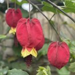 Abutilon (podslnečník)