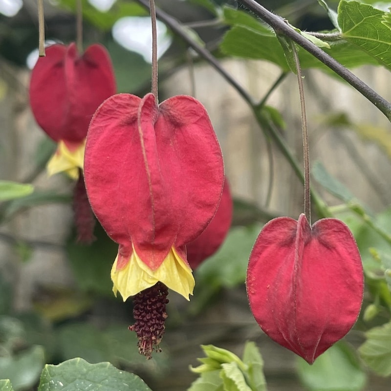 Abutilon (podslnečník)