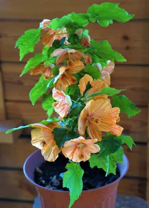 Abutilon (podslnečník)