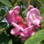 Agát štetinatý (Robinia hispida) s ružovými kvetmi