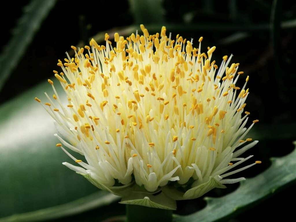 Bielokviet