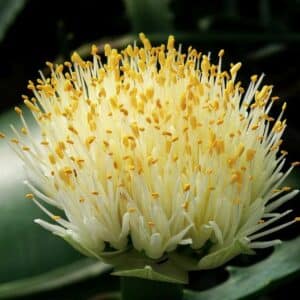Haemanthus s bielym štetcovitým súkvetím