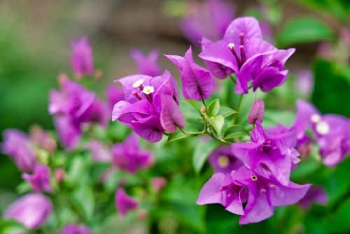 Bugenvillea