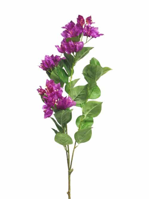 Bugenvilea
