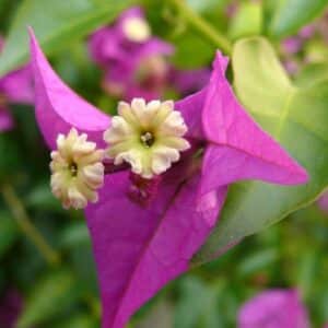 Bugenvilea