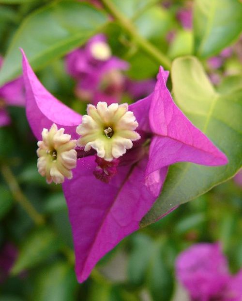 Bugenvilea