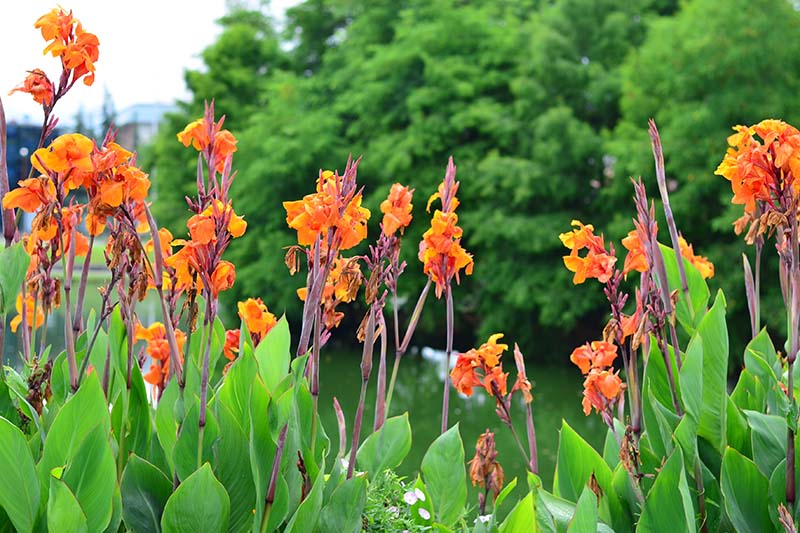 Dosna (Canna)​