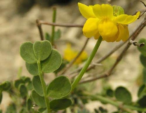 Žltý kvet čičorky (Coronilla) s okrúhlymi lístkami