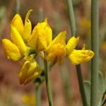 Žltokvetá čičorka (Coronilla) s motýľovitými kvetmi