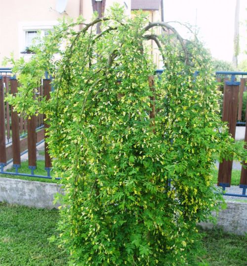 Karagana stromovitá ako strom