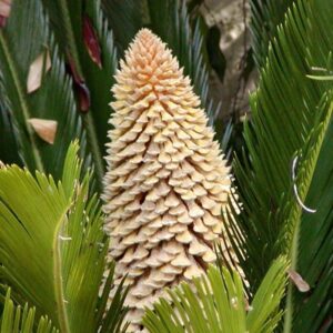 Cykás (Cycas revoluta)​