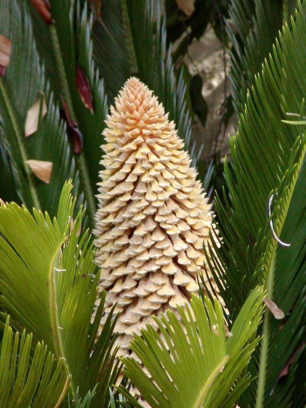 Cykás (Cycas revoluta)​