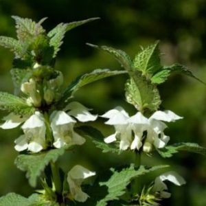 Hluchavka biela (Lamium album) – detail bielych kvetov v lichopraslenoch