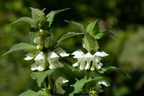 Hluchavka biela (Lamium album) – detail bielych kvetov v lichopraslenoch
